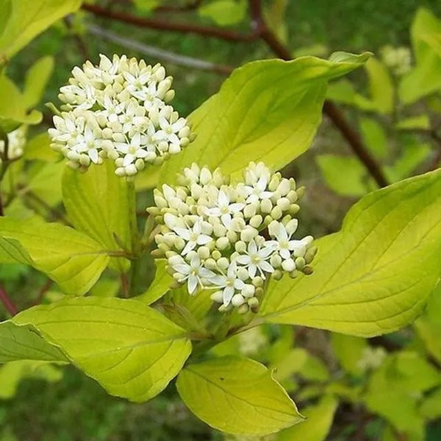 Arborix Weißer Hartriegel Cornus alba Zierstrauch mit Herbstfärbung, Höhe: 60 bis 80 cm - Bild 1