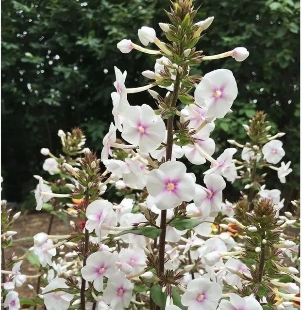 Phlox Maculata Wiesen Flammenblume Omega von Nr-01.de als mehrjährige Schnittblumenpflanze für den Garten - Bild 1