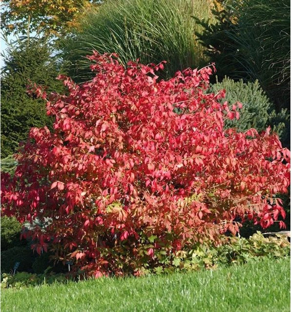 Euonymus alatus Flügel-Spindelstrauch in Rot und Grün, Höhe: 60-80 cm - Bild 1
