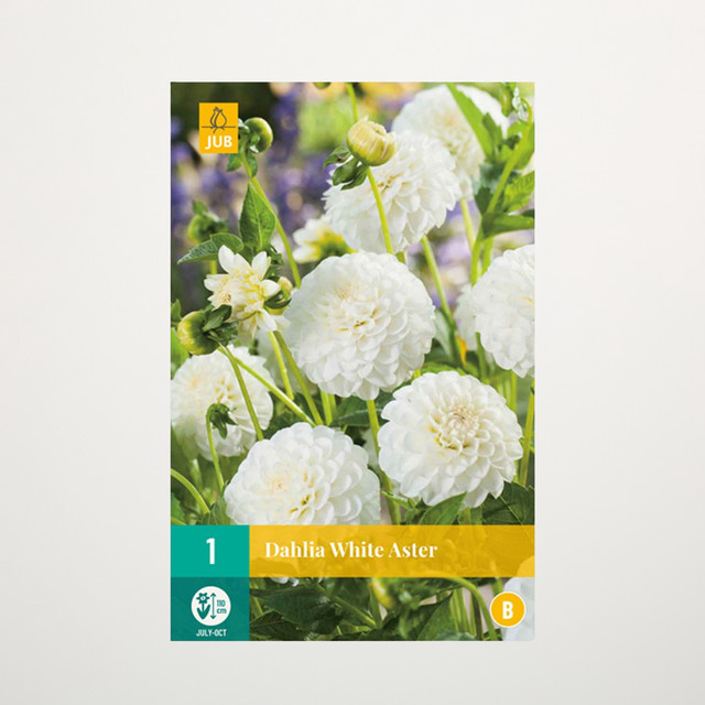 Pompon-Dahlie White Aster Knolle von BLUME2000 - Bild 1
