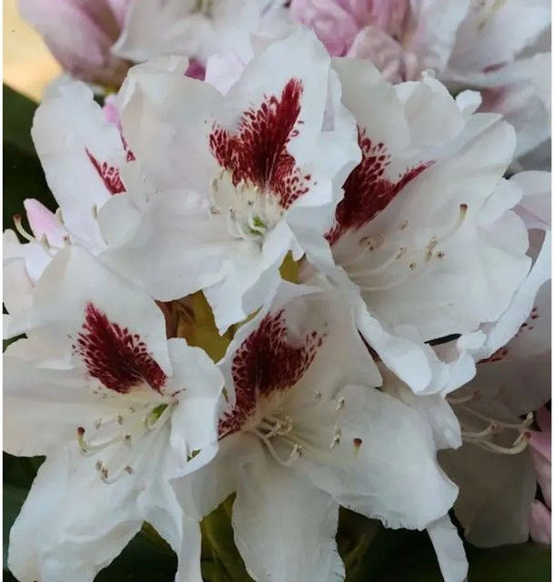 INKARHO Rhododendron Herbstgruß Alpenrose großblumiger Strauch 25-30 cm - Bild 1