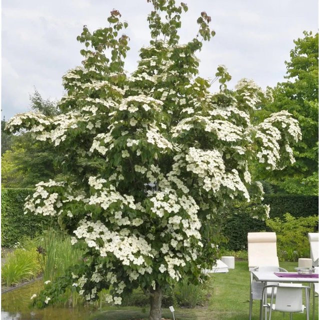Cornus kousa Asiatischer Blüten Hartriegel von Nr-01.de, Zierstrauch in Weiß oder Rosa, Höhe: 60-80 cm - Bild 1