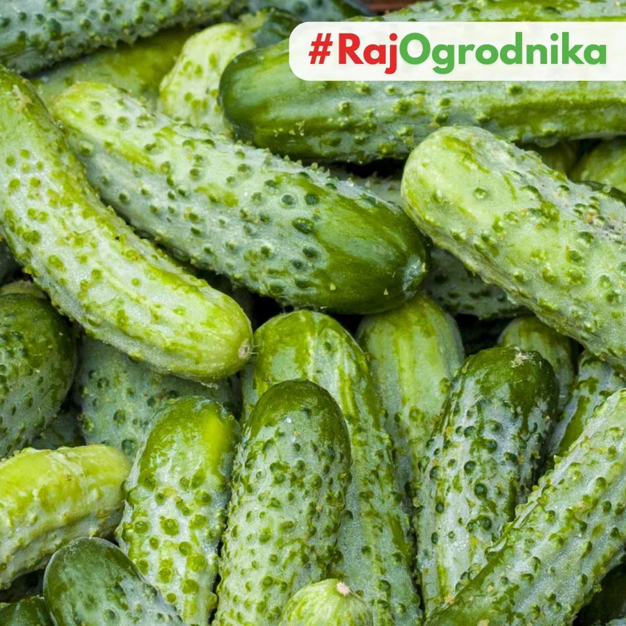 TORAF Nadusha F1 Gurkensamen, frühe und krankheitsresistente Sorte, 1 g - Bild 5