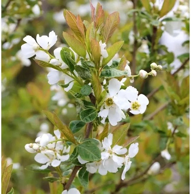 Prachtspiere Snow White Exochorda serratifolia weißer Zierstrauch von Nr-01.de Höhe: 60-80 cm - Bild 1