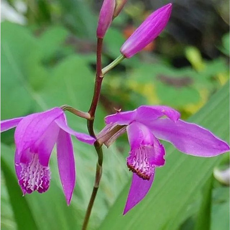 Bletilla striata China Freiland Orchidee lila von Nr-01.de