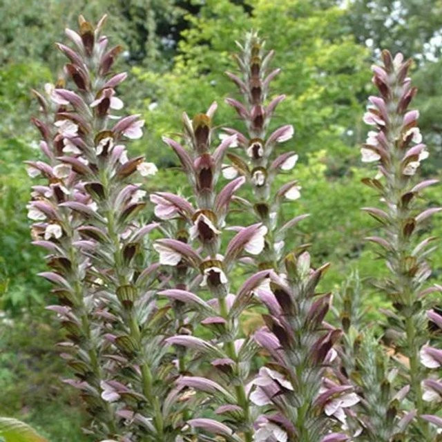 6er Set Balkan-Bärenklau Acanthus hungaricus White Lips von arborix, pflegeleichte Gartenstaude mit weißen Blüten, Topfgröße 9 cm - Bild 1