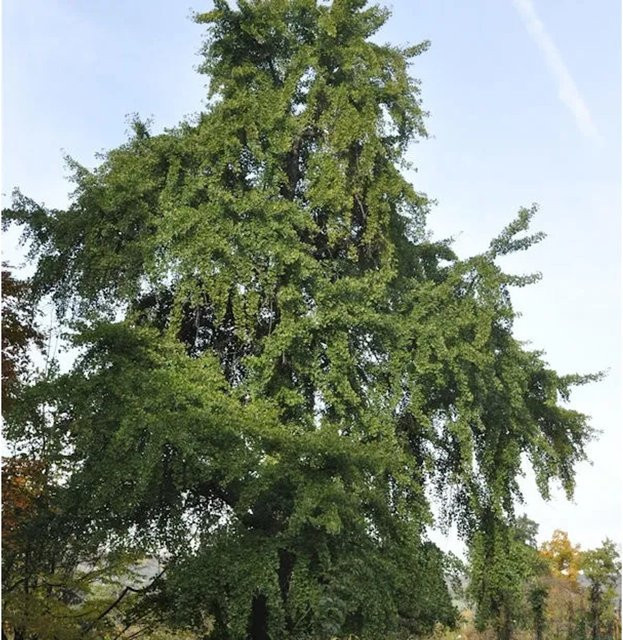 Ginkgo biloba Fächerblattbaum von Die Nr-01.de, grün, Höhe: 40 cm - Bild 1