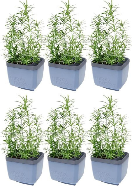 Gusta Garden Herbs Buddy Selbstbewässerungstopf Blau 6er Set - Bild 1