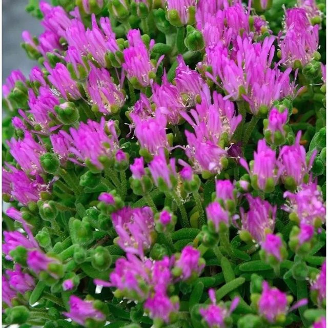 Delosperma Mittagsblümchen Jewel of Desert Opal in Pink als mehrjährige Pflanze - Bild 1