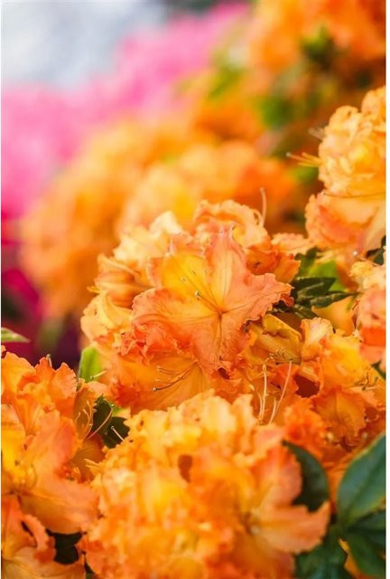 Rhododendron Luteum Gibraltar Zierstrauch in Gelb-Orange, Höhe: 80–100 cm - Bild 1