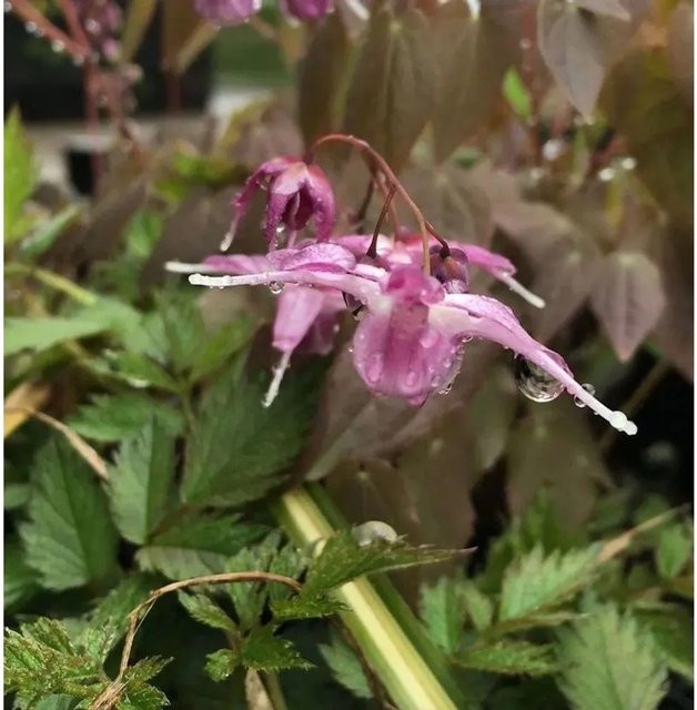 Epimedium grandiflorum Elfenblume Purple Pixie Bodendecker in Purple - Bild 1