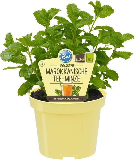 Blu Bio-Marokkanische Teeminze Mentha im Topf - Bild 1