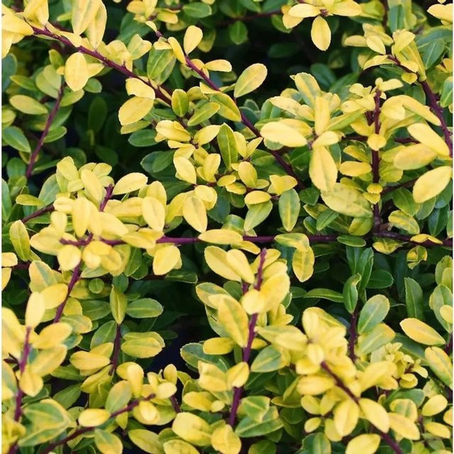 Gelber Bergilex Stechpalme Ilex crenata als Kugelschnitt Heckenpflanze für deinen Garten, Höhe: 30-40 cm - Bild 1