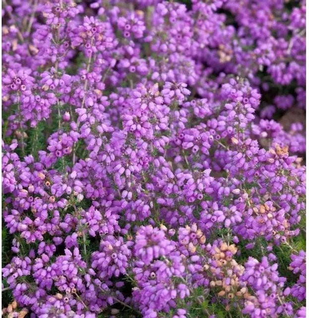 10x Grauheide Pallas Erica cinerea in Lila als mehrjährige Pflanze für Balkon und Balkonkasten - Bild 1