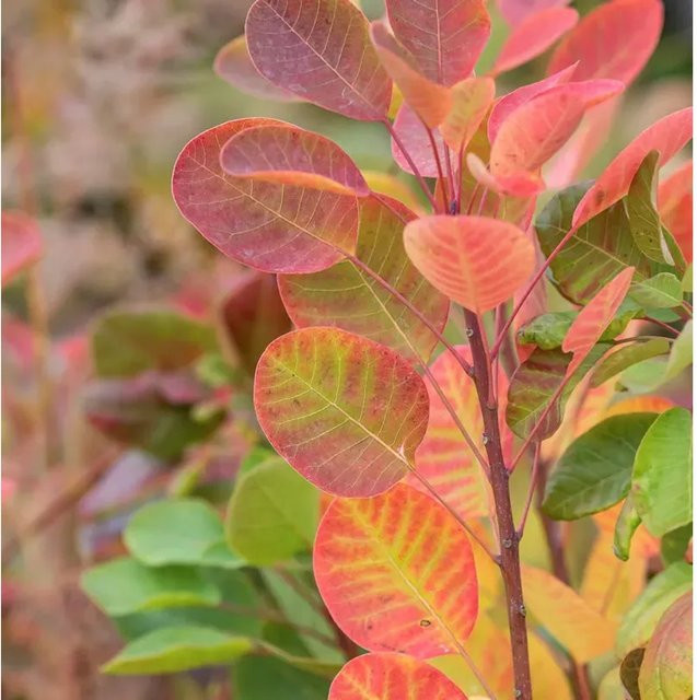 Perückenstrauch Lemon Lady Cotinus coggygria als mehrfarbige Zierpflanze für den Garten - Bild 1