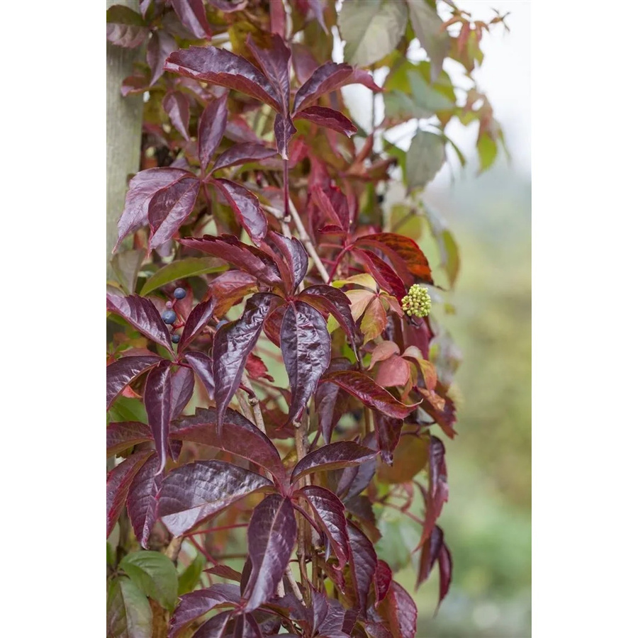 Parthenocissus Quinquefolia Wilder Wein von Pflanzen für dich, pflegeleichte Pflanze, 40–60 cm - Bild 2