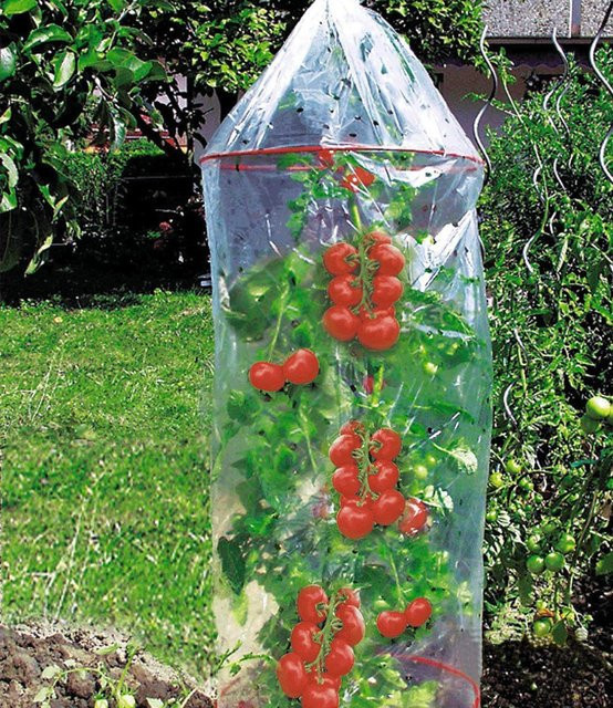 Tomaten-Reifehaube - Bild 1