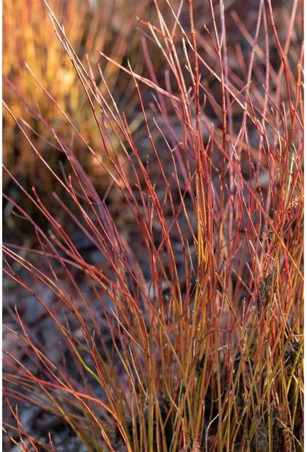 Cornus Sericea Firedance Roter Hartriegel von Pflanzen für dich, 60–80 cm, Leuchtend Rot - Bild 1