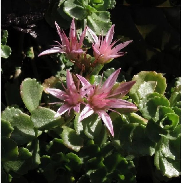 Sedum stoloniferum Fetthenne Stolon Steinraute als mehrjährige Gartenpflanze im Topf - Bild 1