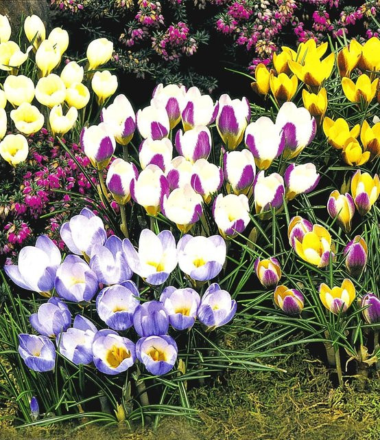 Wildkrokus Kollektion - Bild 1