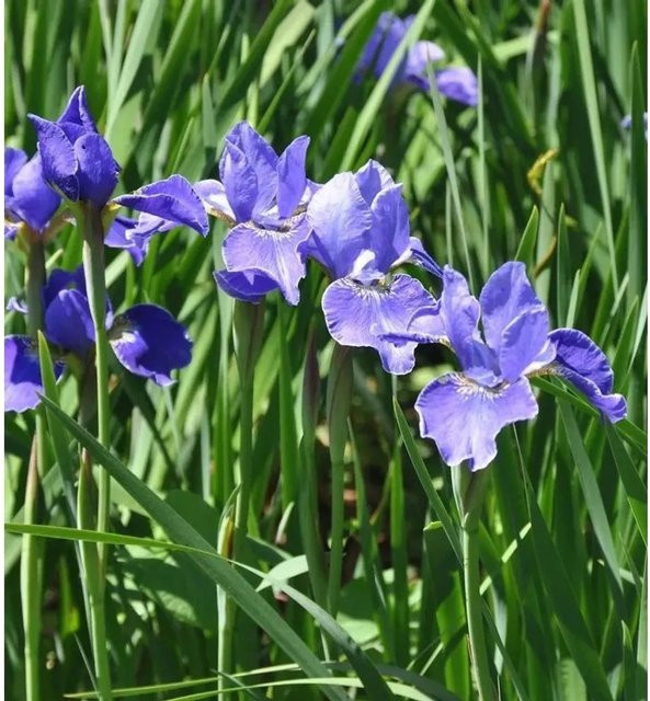 Sibirische Wieseniris Silver Edge Iris sibirica in Blau und Silber von Nr-01.de - Bild 1