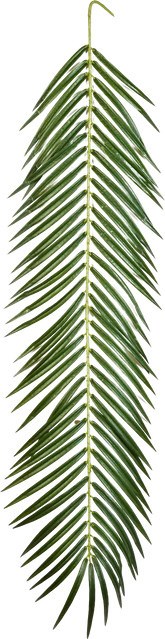 Künstliches Phoenixpalmenblatt Oliwia von Aplanta, Höhe: 107 cm - Bild 1