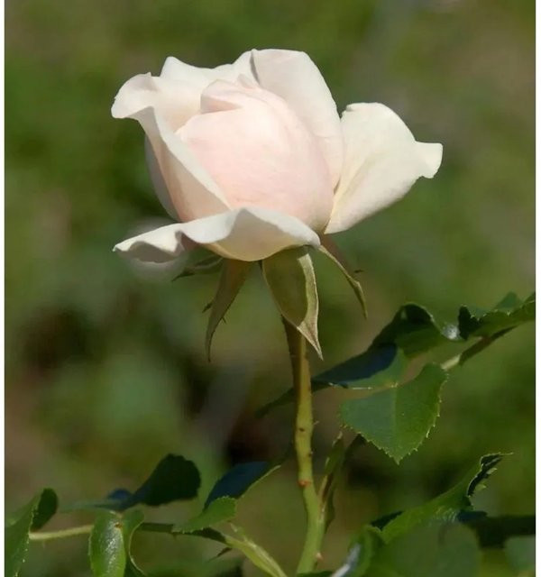 Floribundarose Dietrich Woessner in Rosa als Buschrose für Garten und Outdoor - Bild 1