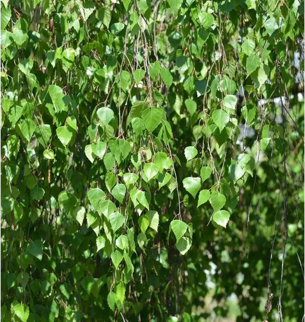 Trauerbirke Betula pendula für den Garten, Höhe: 100-125 cm - Bild 1