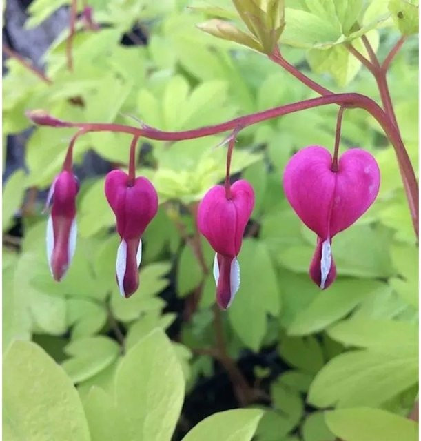 Tränendes Herz Goldheart Dicentra spectabilis - Pinke Gartenstaude - Bild 1