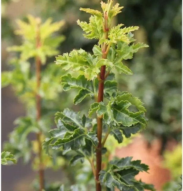 Acer palmatum Ahorn Shishigashira grün von Die Nr-01.de - Bild 1