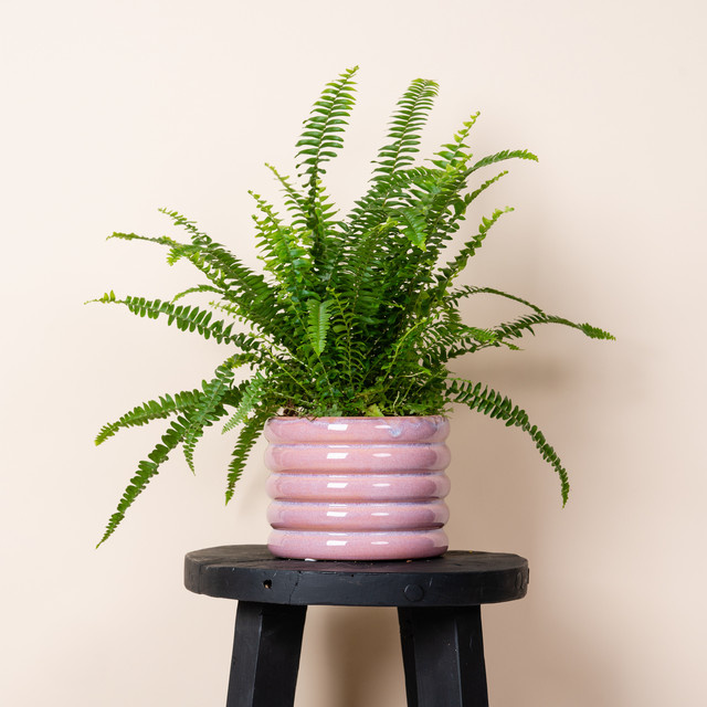 Keramik Übertopf Green Living von BLUME2000 in Pink, Höhe: 13,5 cm, Breite: 11,5 cm - Bild 1