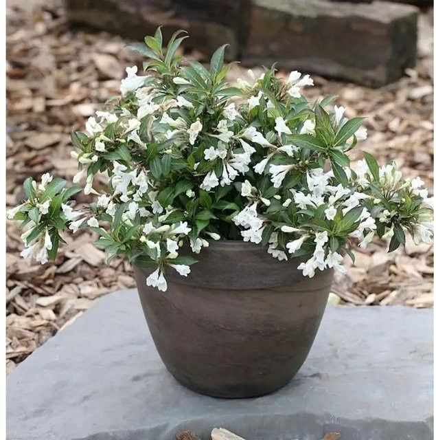 Weigela florida Black and White Ziergehölz Heckenpflanze und Solitärpflanze - Bild 1