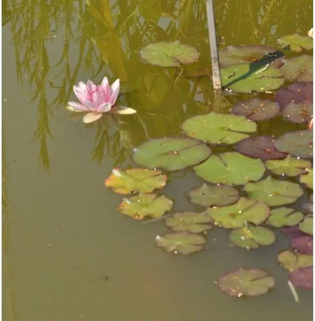 Seerose Fabiola Nymphaea für den Teich - Bild 1
