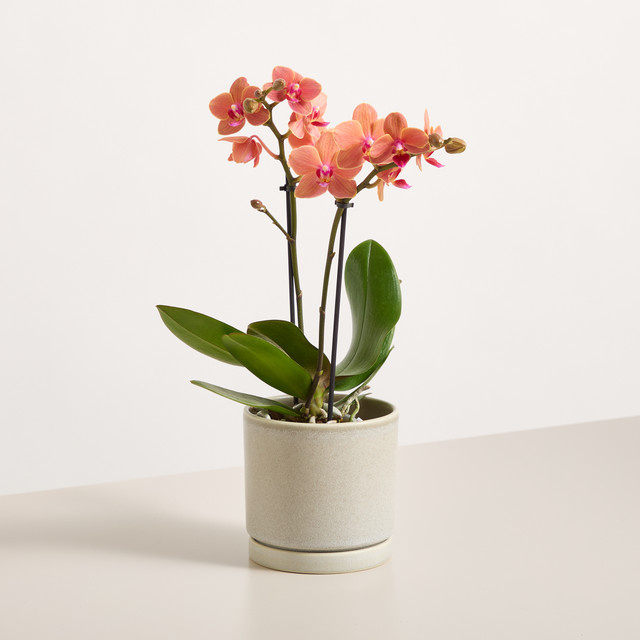 Phalaenopsis Orchidee Surfsong von BLUME2000 in Orange und Gelb - Bild 1