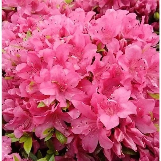 Kriechende Immergrüne Zwerg Azalee Talamanca Rhododendron nakaharai Bodenbedeckung - Bild 1