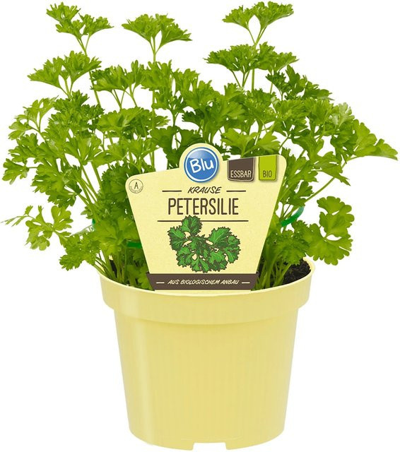 Blu Bio Krause Petersilie im Topf mit Durchmesser 12 cm - Bild 1
