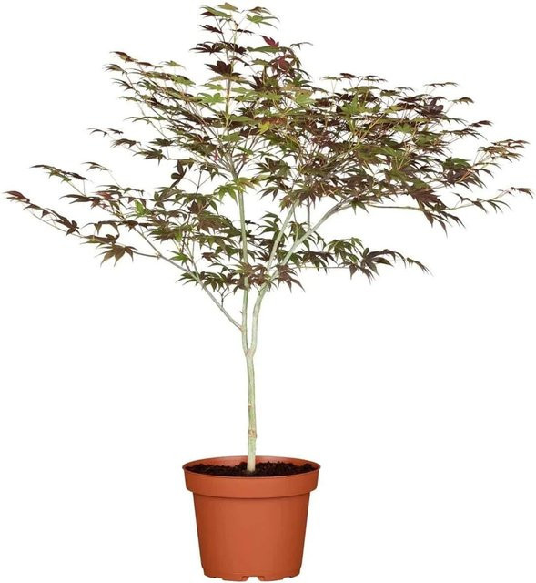 Acer Palmatum Atropurpureum Japanischer Ahorn Rotlaubig 60–80 cm - Bild 1