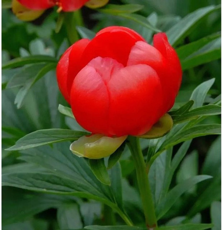 Balkan Pfingstrose Paeonia peregrina Otto Froebel als Gartenstaude
