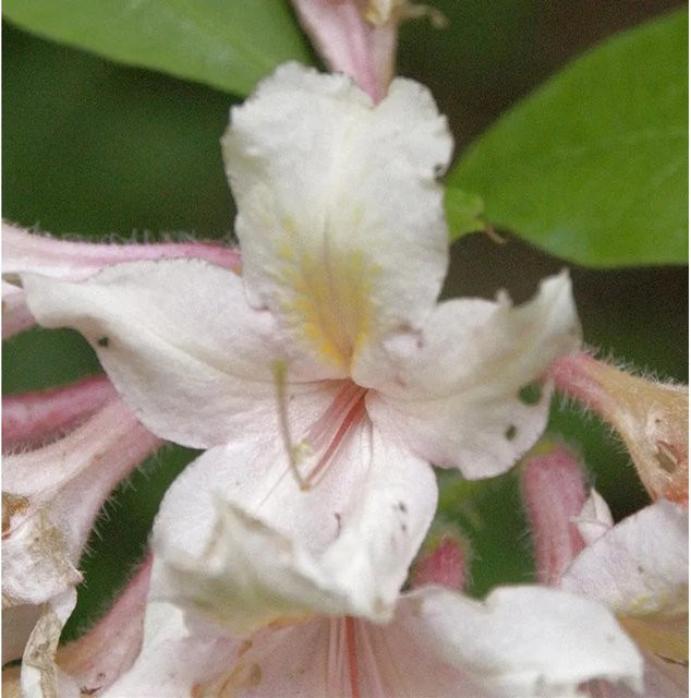Baumartige Azalee Rhododendron arborescens in Weiß, Höhe: 50-60 cm von Nr-01.de - Bild 1