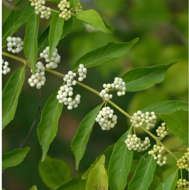 Liebesperlenstrauch Callicarpa bodinieri giraldii Magical Snowstar, weiß und grün, Höhe: 40-60 cm - Bild 1