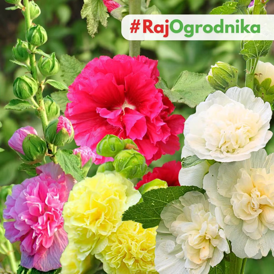 PlantiCo Gartenmalve Alcea rosea Samen Mischung für Blumenbeete und Zäune, 1 g - Bild 3