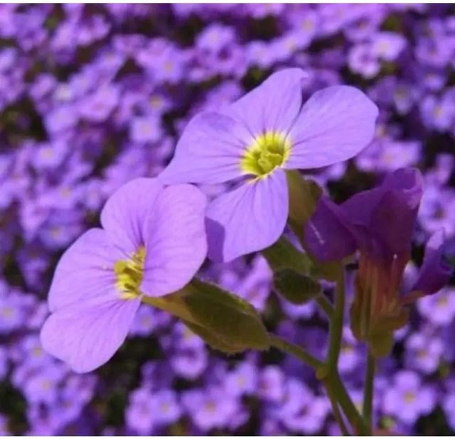 Aubrieta Blaukissen Tauricola lila Blühpflanze für Stauden- und Steingärten - Bild 1