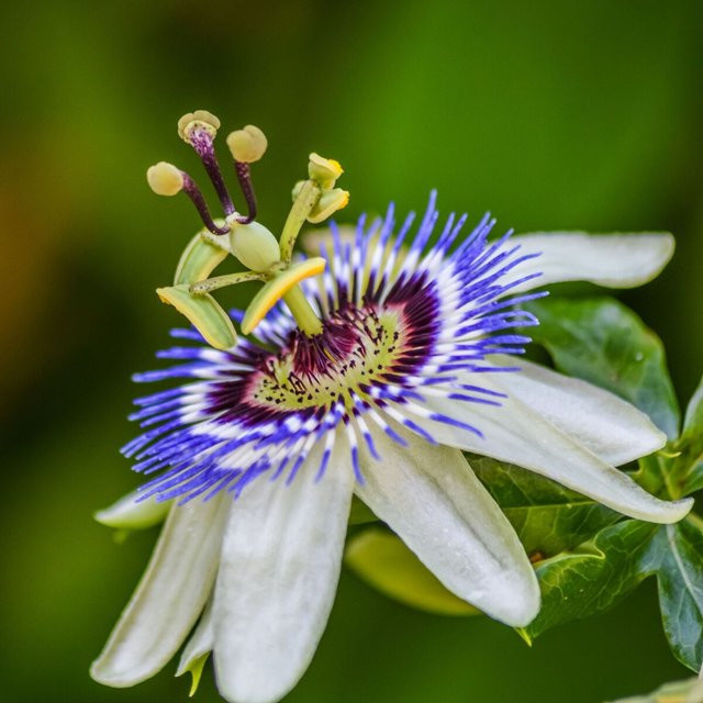 Passionsblume Passiflora als Kletterpflanze in Blau, Weiß und Multicolour von Mein schöner Garten Shop für den Garten oder als Zimmerpflanze - Bild 1