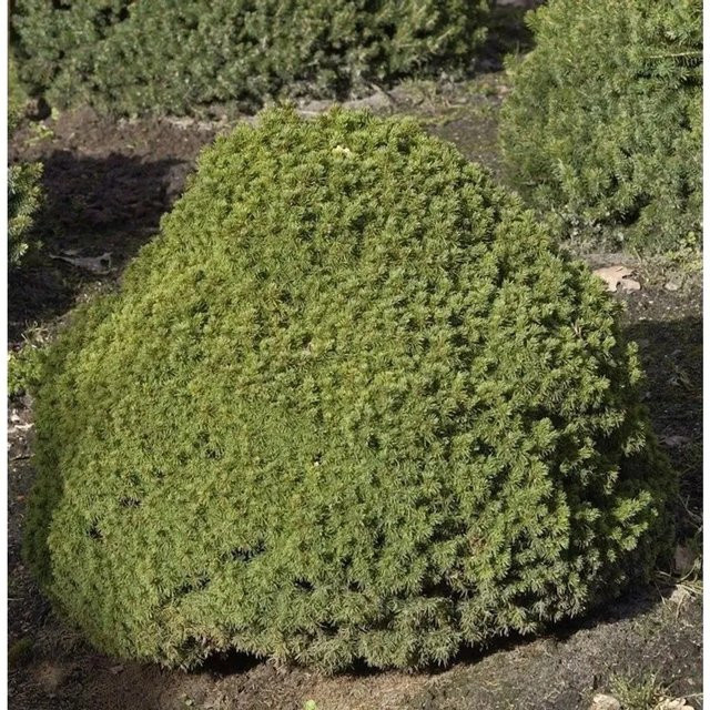 Kugelfichte Alberta Globe Picea glauca als grüne Kübelpflanze für Steingärten und Grabbepflanzung, Höhe: 25-30 cm - Bild 1