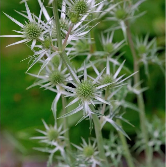 Buntlaubige Edeldistel Eryngium variifolium graugrün als mehrjährige Gartenpflanze von Nr-01.de - Bild 1