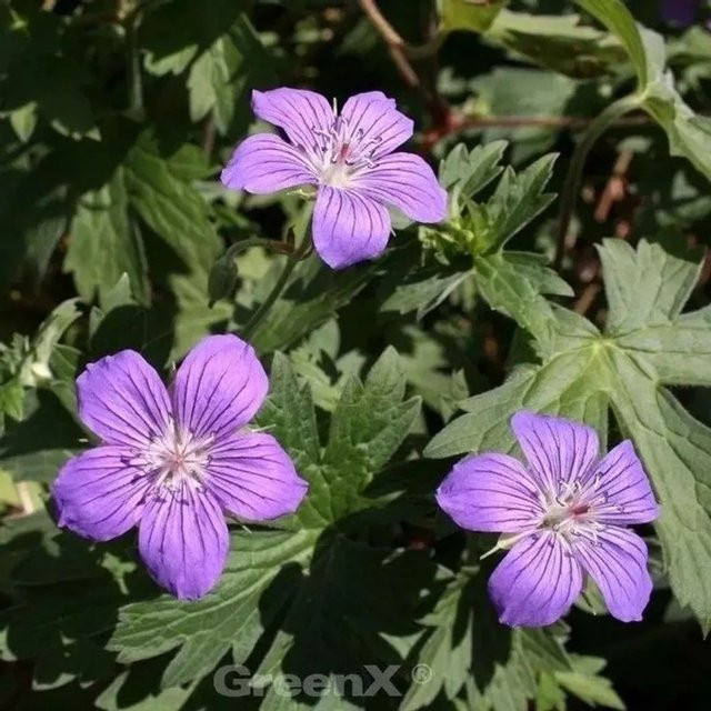 Sibirischer Storchschnabel Geranium wlassovianum als winterharte Staudenpflanze für Beete und Staudengärten von Nr-01.de - Bild 1