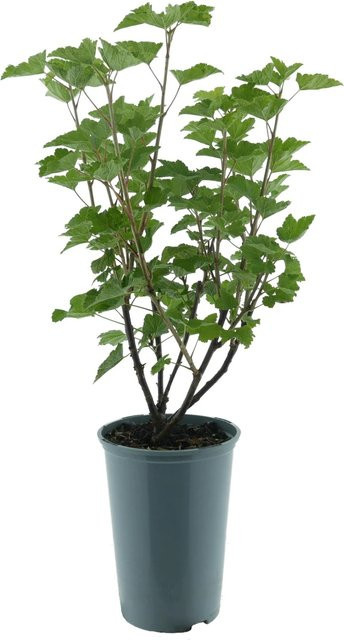 Johannisbeere Jonkheer van Tets BIO Rot, Höhe: ca. 35 cm, im Topf - Bild 1