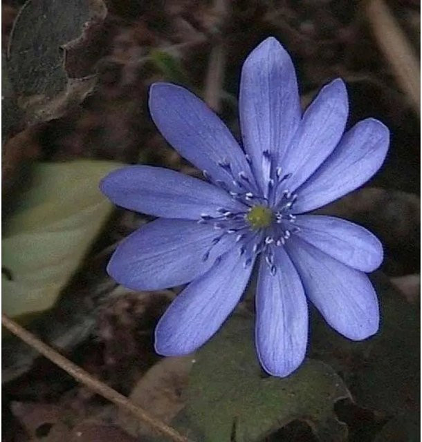 Siebenbürger Leberblümchen Blue Eyes Hepatica transsylvanica, blaue Gartenstaude - Bild 1