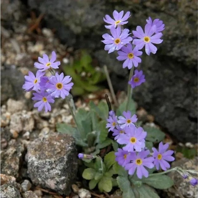 Mehlprimel Primula farinosa lila mehrjährige Gartenpflanze für die Teichrandbepflanzung - Bild 1