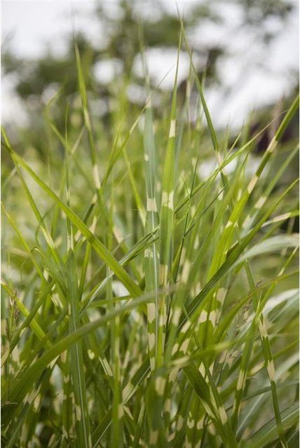 Miscanthus Sinensis Zebrinus Zebragras Gestreift als mehrjährige Zierpflanze für den Garten, 10-15 Liter Container - Bild 1